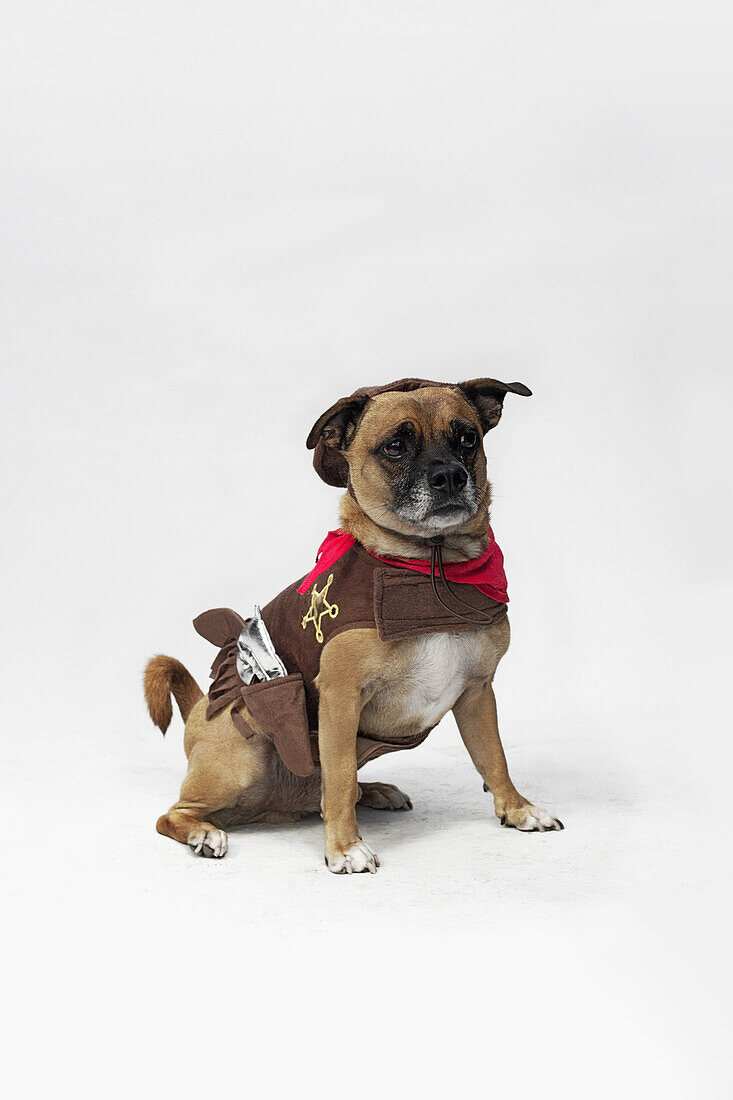 A mixed Pug and Jack Russell Terrier wearing a Sheriff's costume