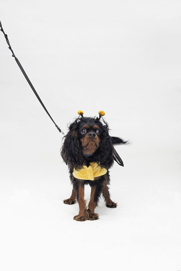 A Cavalier King Charles Spaniel wearing a bee costume
