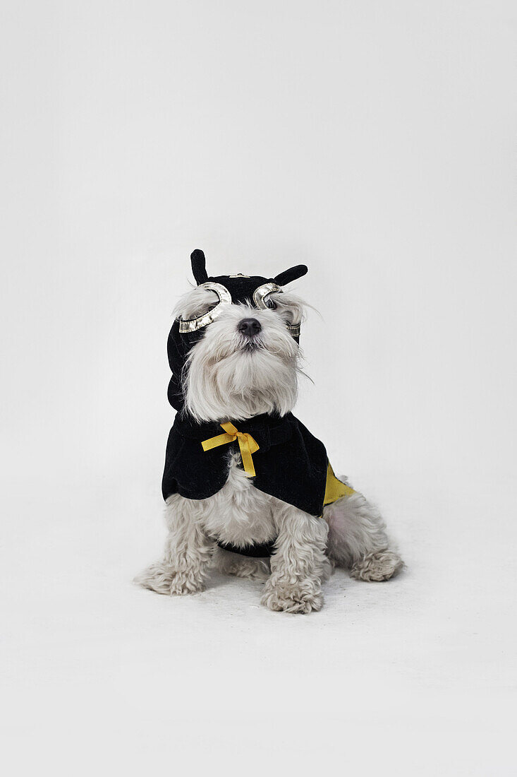 A white mixed breed dog wearing a superhero mask and cape