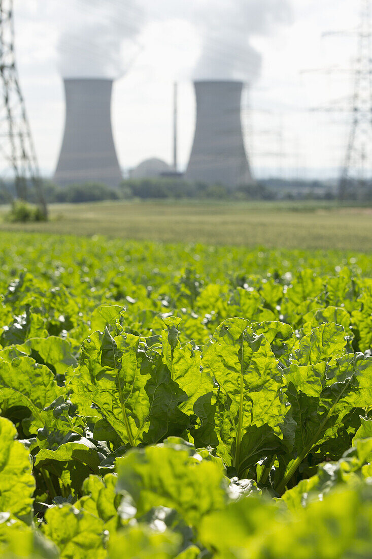 Green leafy crop growing in a field in front of a nuclear power station, Grafenrheinfeld, Germany