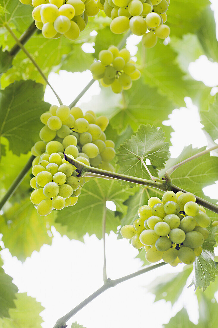 Bunches of ripe white grapes hanging from a vine