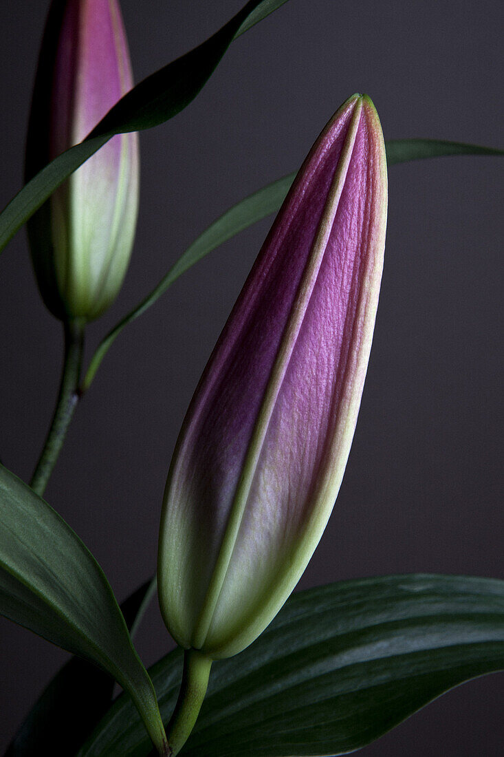 The buds of two Easter Lilies (Lilium Longiflorum) waiting to bloom, close-up