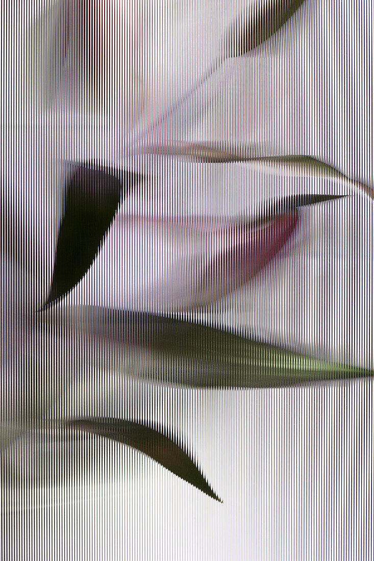 An Easter Lily (Lilium Longiflorum) plant viewed through beveled glass