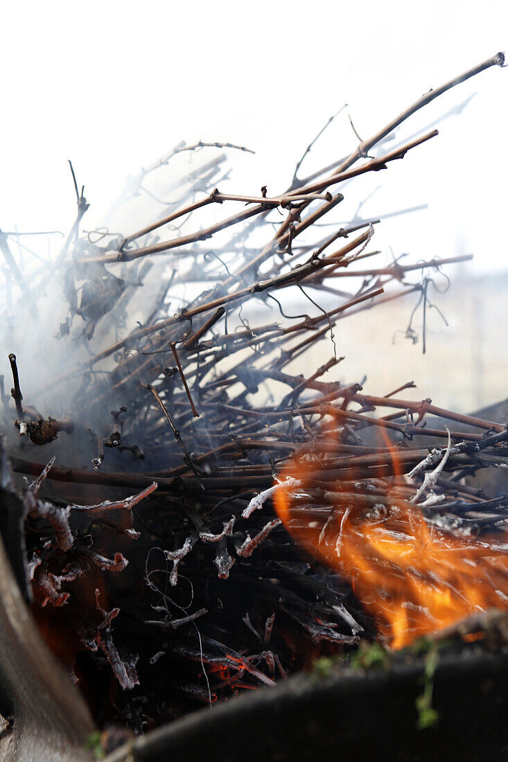 Vines burning on a campfire