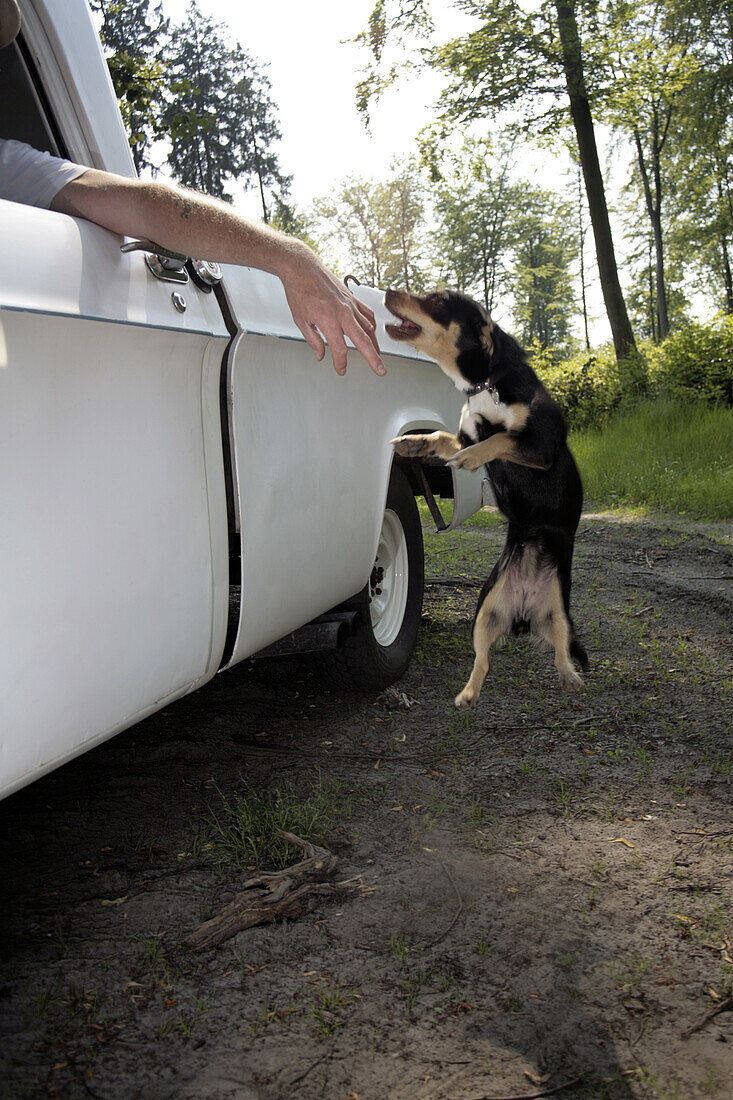 A dog jumping up to bite a man's hand hanging out of a car window