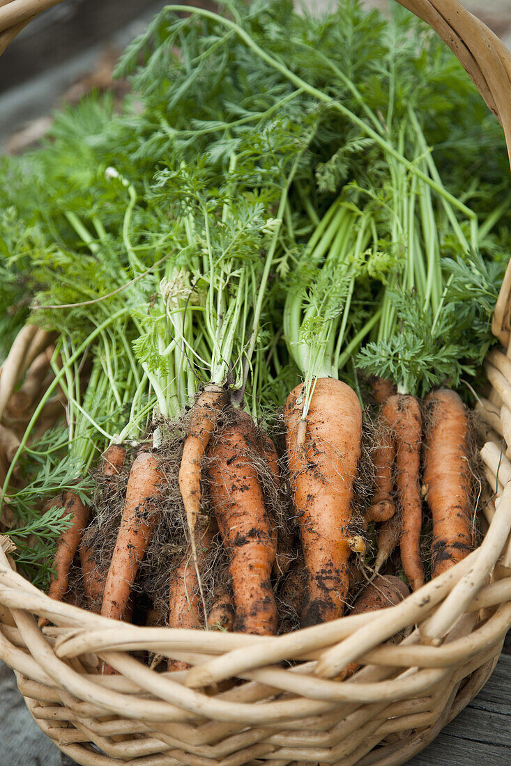 Bunch of freshly picked carrots in wicker basket