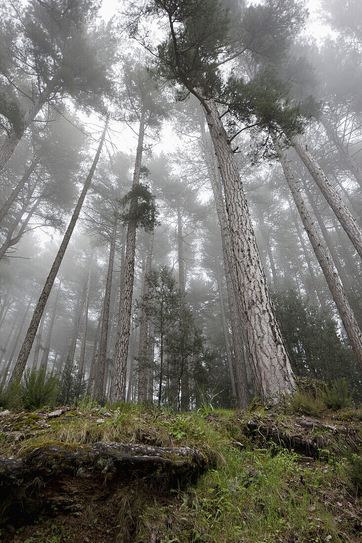 Fog rolling over a forest of trees
