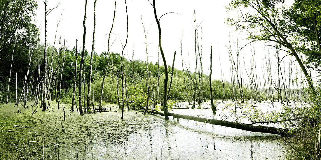 Wetland in Brandenburg, Germany