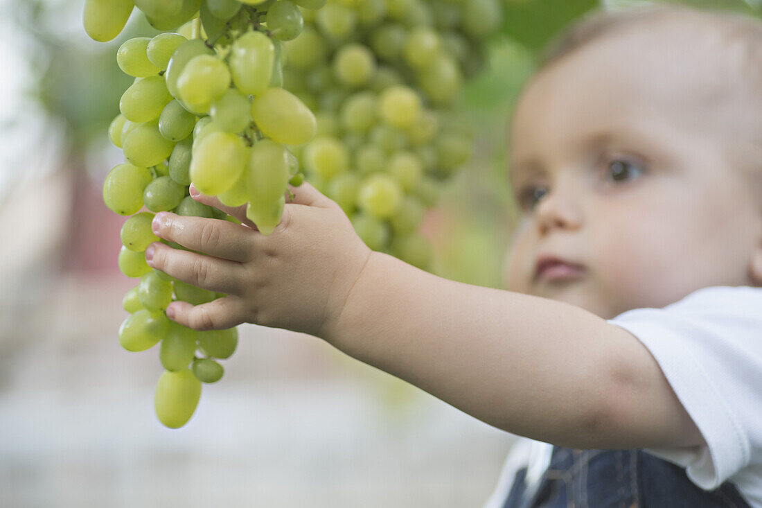 Baby touching bunch of grapes