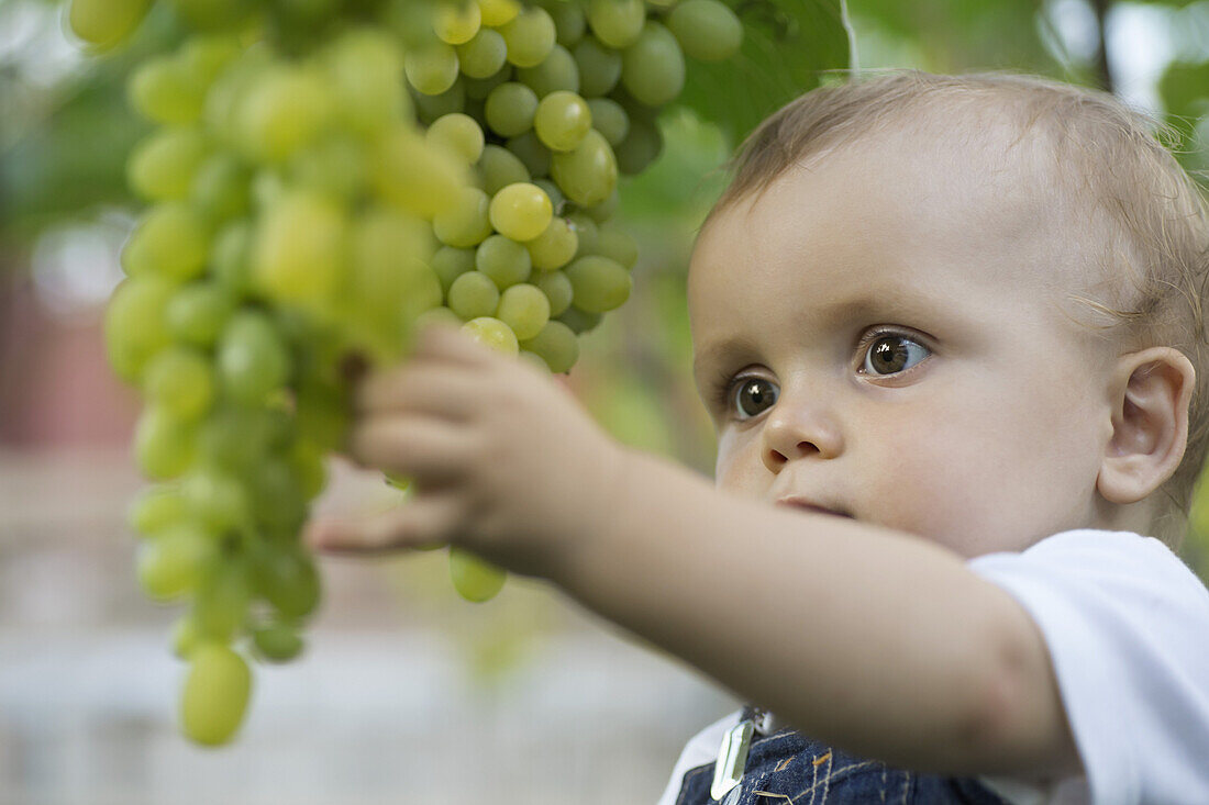 Baby staring at bunch of grapes