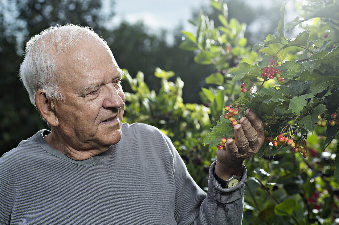 A man examining the cranberries on a High Bush Cranberry bush