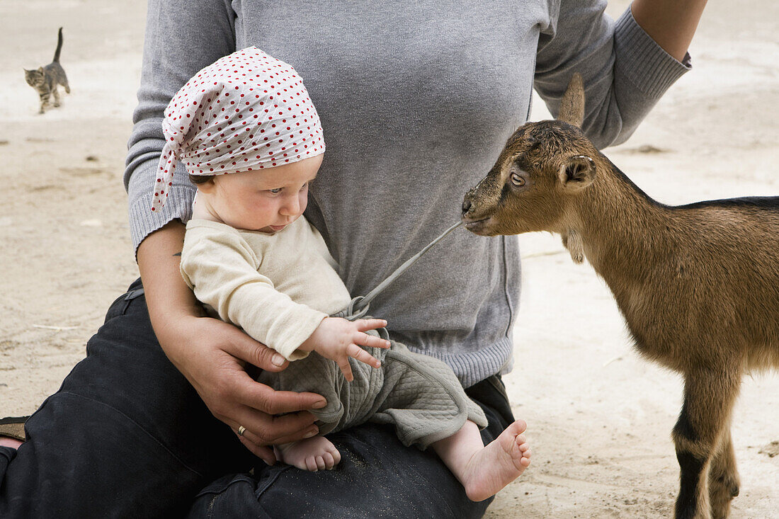 A goat pulling on the drawstring of a baby's pants