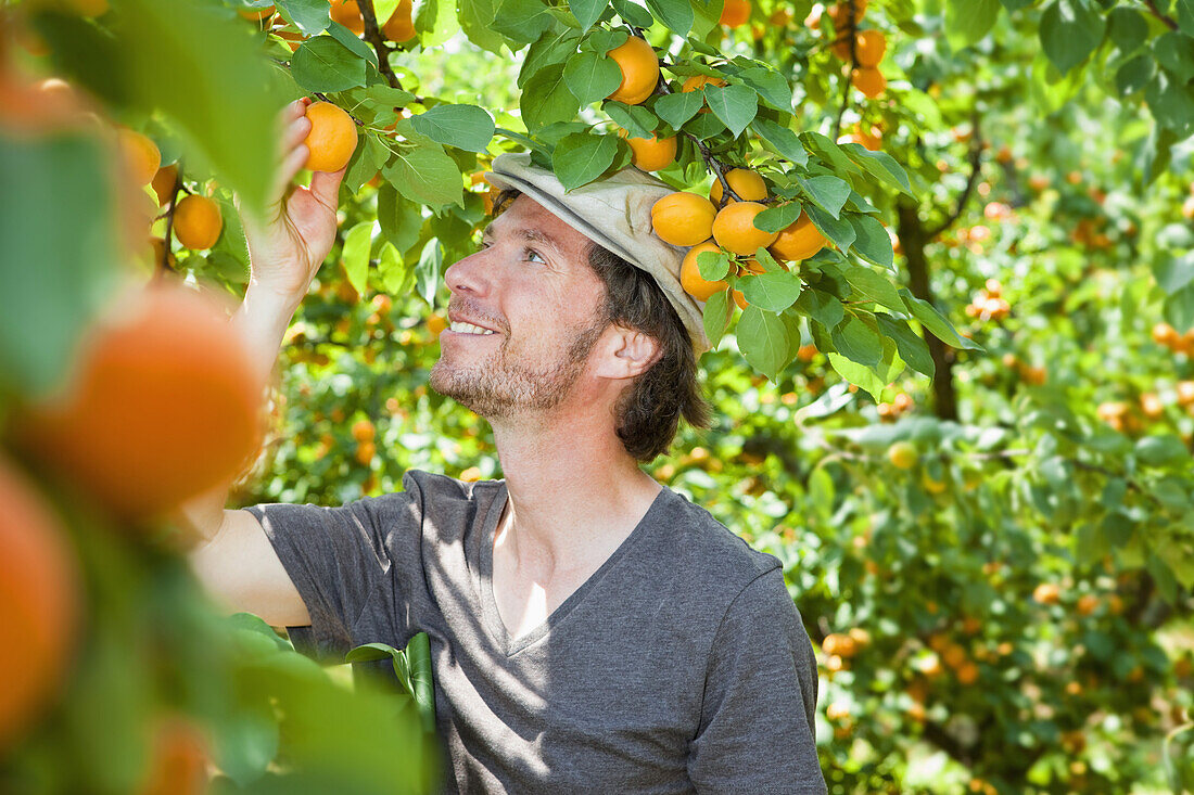 A man picking an apricot off an apricot tree