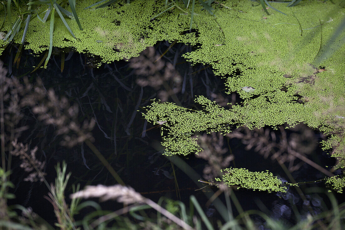 Algae floating on top of pond water