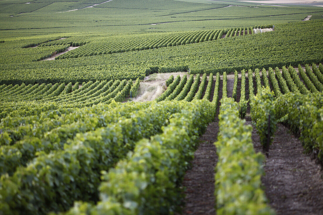 Rolling hills of a vineyard