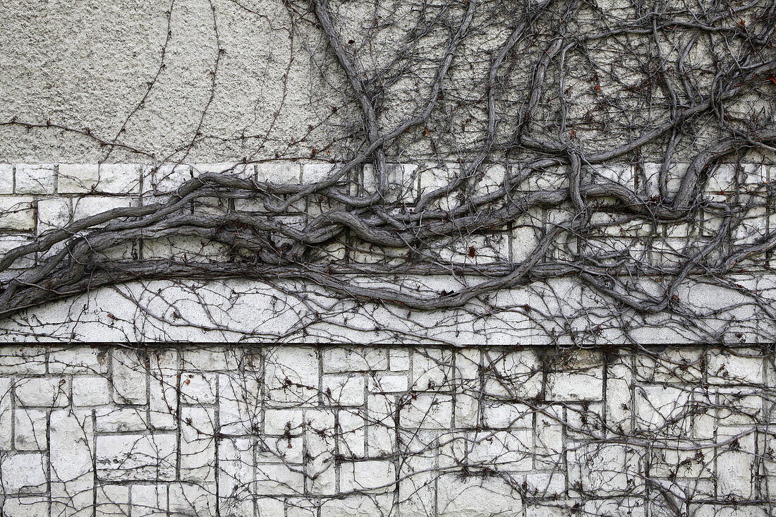 Crawling bare ivy on wall