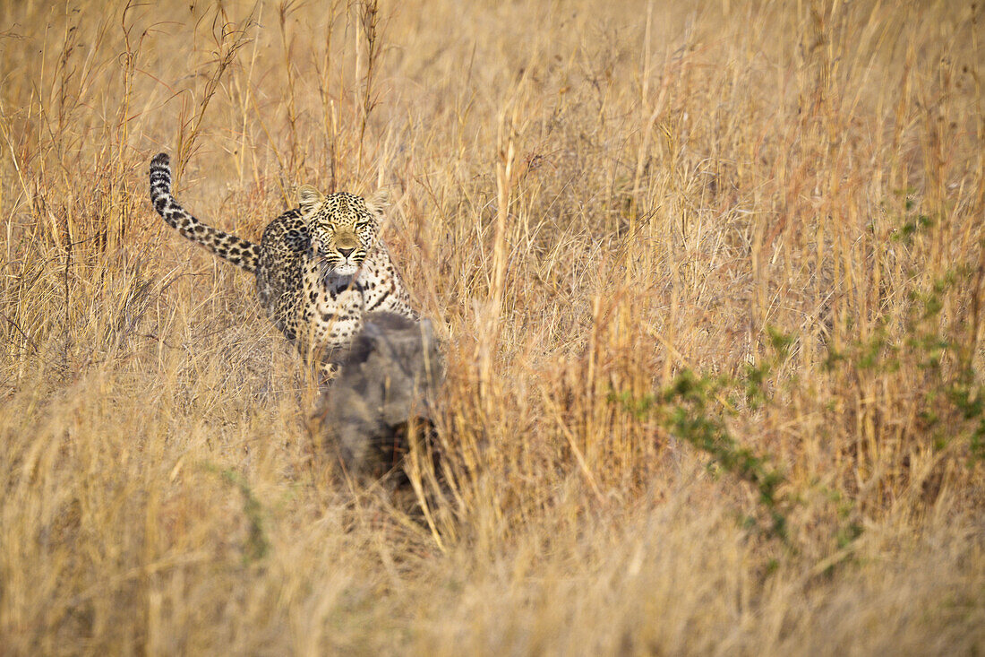 A leopard chasing a warthog through tall grass