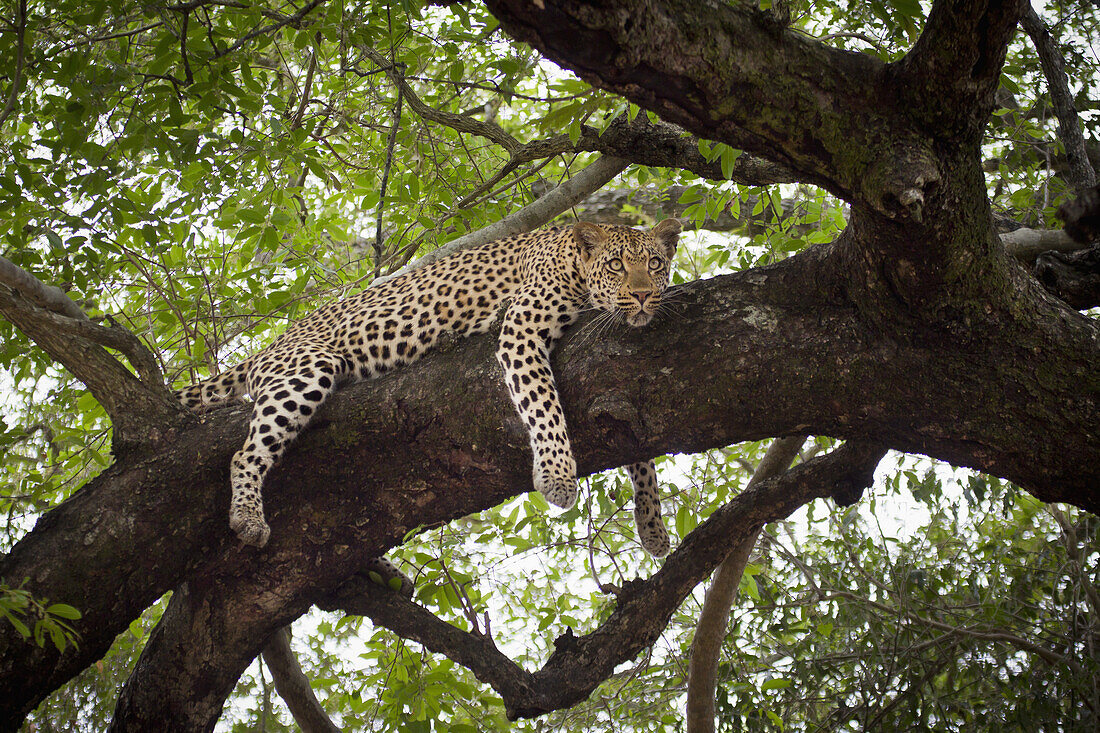 A leopard lying on a tree branch, looking away