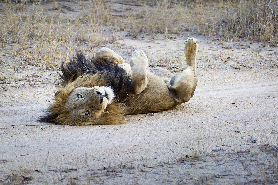 A playful male lion lying on his back