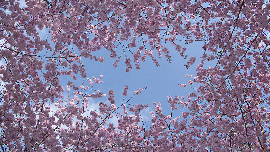 Cherry blossoms against blue sky