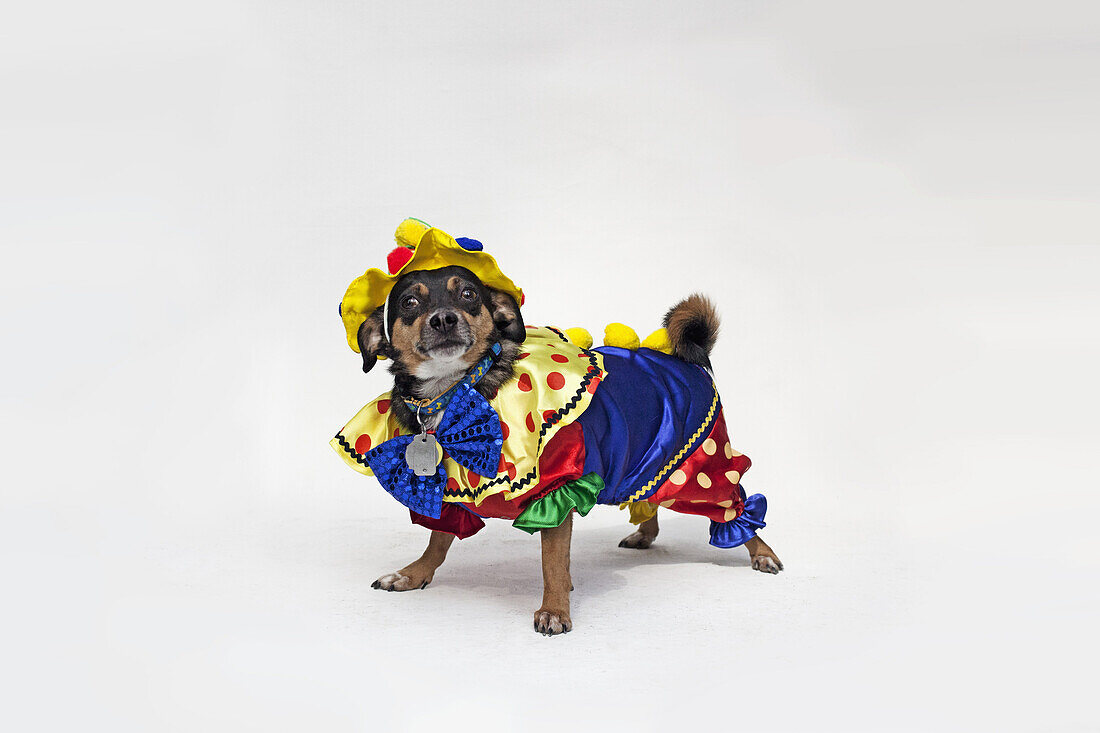 A mixed Chihuahua wearing a brightly colored clown costume