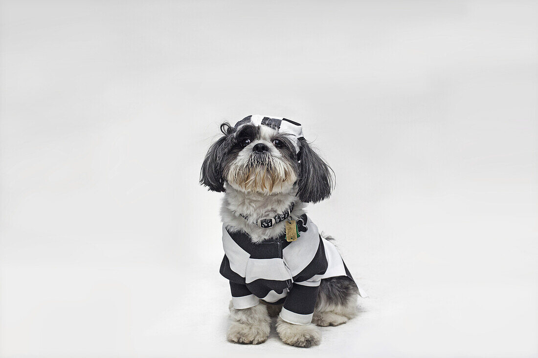 A Shih Tzu dressed as a policeman and one dressed as a prisoner