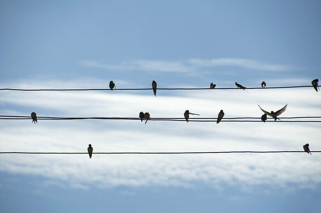 Birds on wires