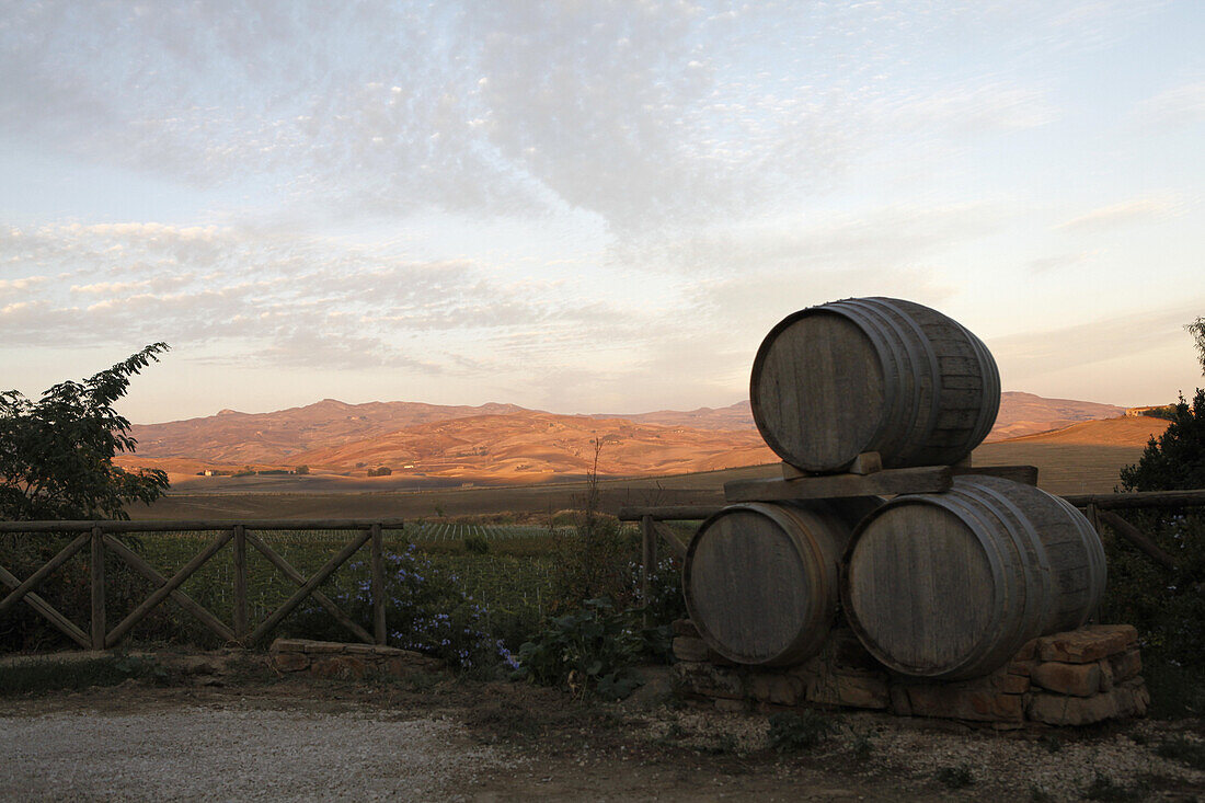 Barrels used for storing wine stacked in the back of a vineyard, Sicily, Italy