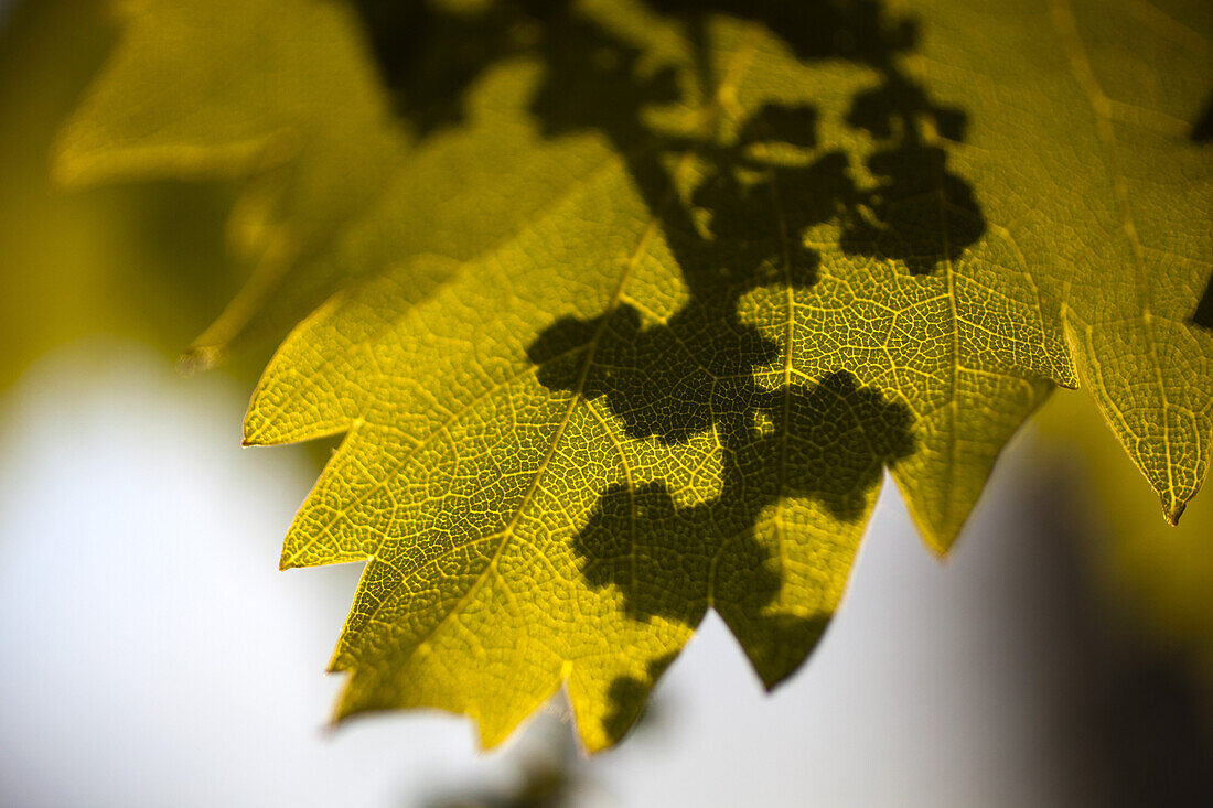 Detail of shadow on a leaf