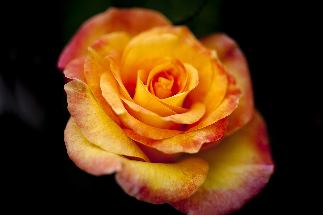 A single yellow rose with red tipped petals, close-up