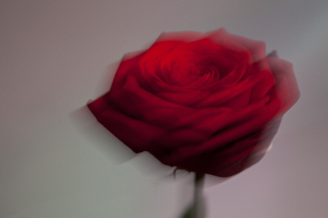 A blooming red rose defocused against a pastel background