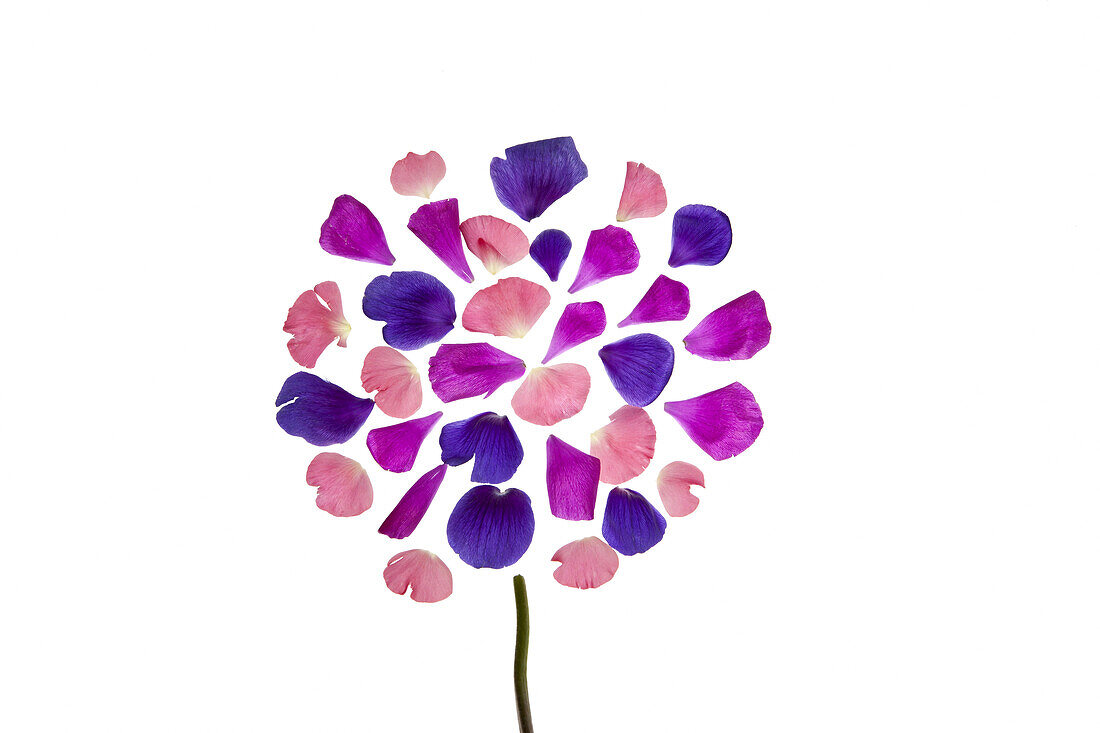Vibrant hued flower petals arranged with a stem to represent a flower