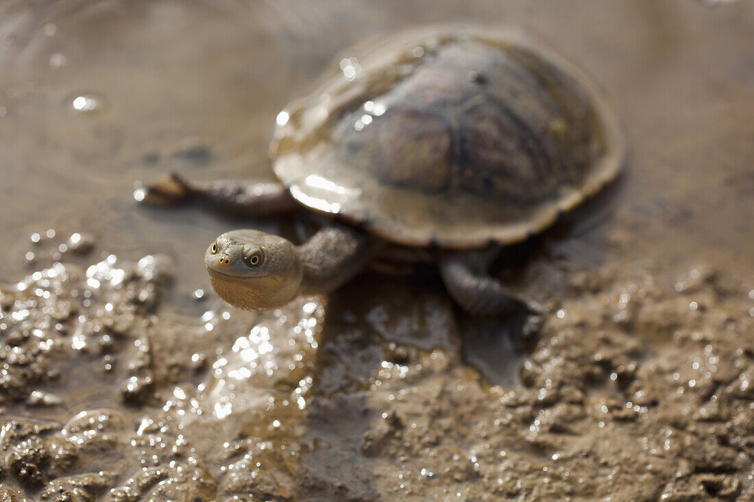 Long-necked turtle in mud at Heathcote, Victoria, Australia