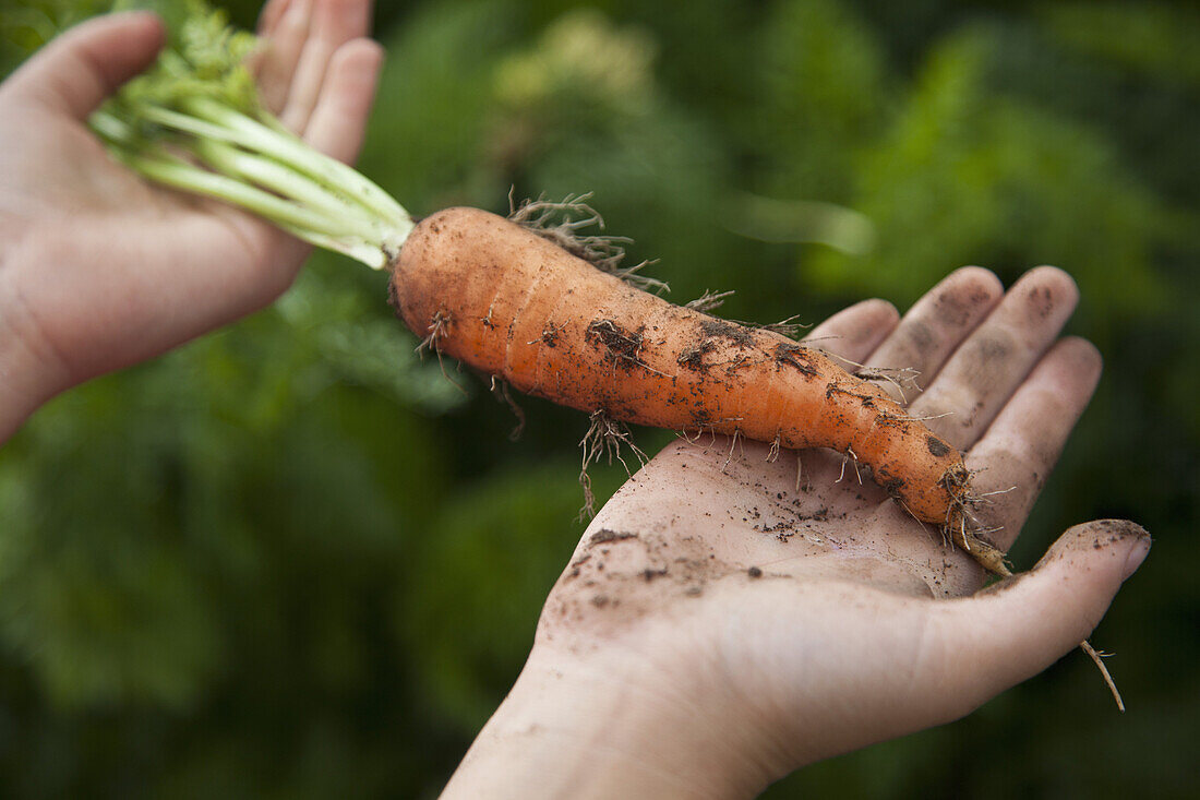 Man holding freshly picked carrot