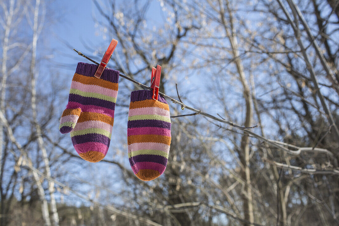 Pair of striped mittens pegged to branch