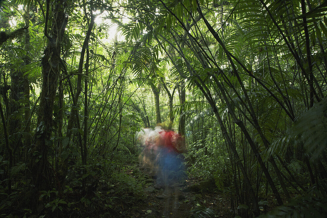 Blurred motion of people walking in forest