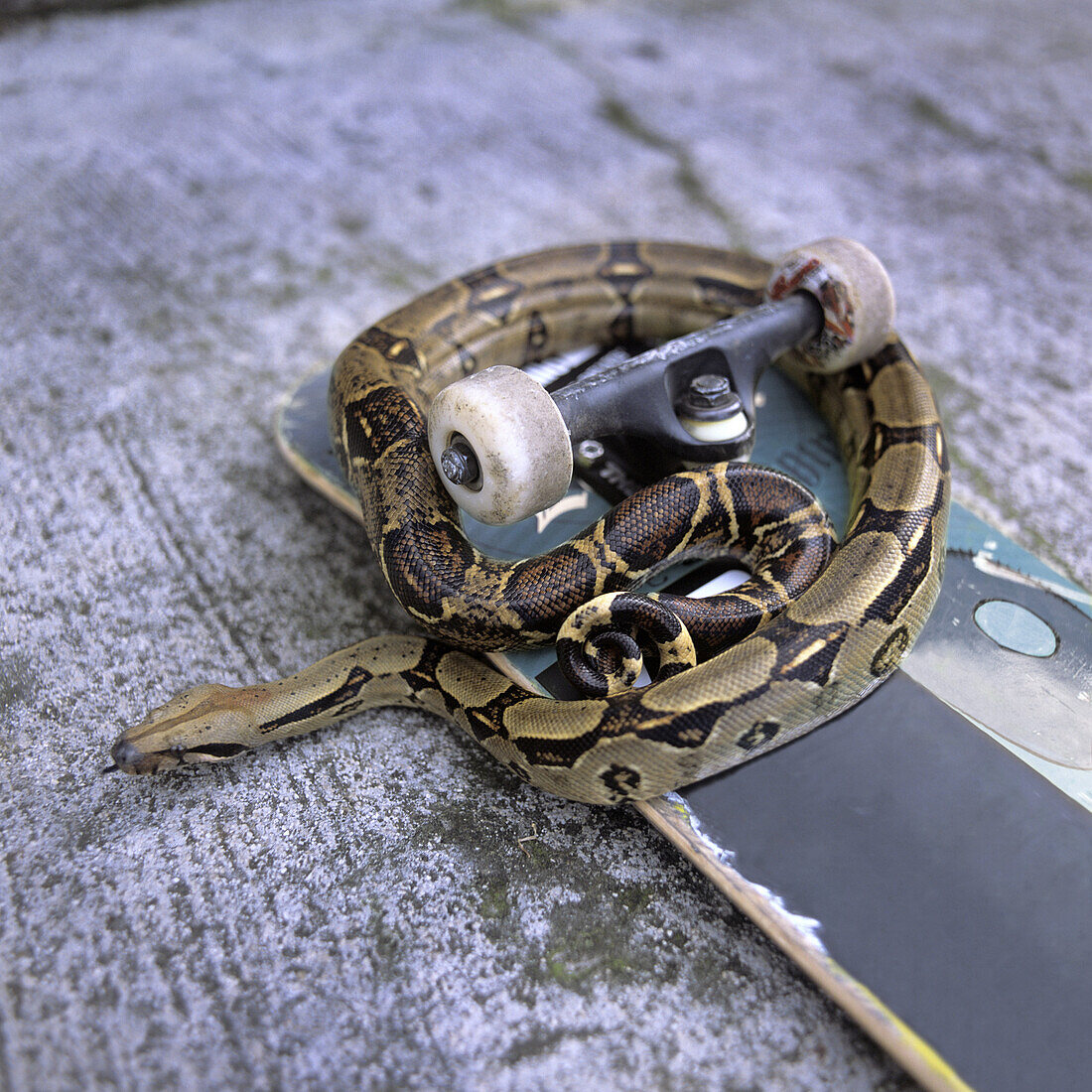 Detail of a snake on a skateboard – License image – 70510754 lookphotos