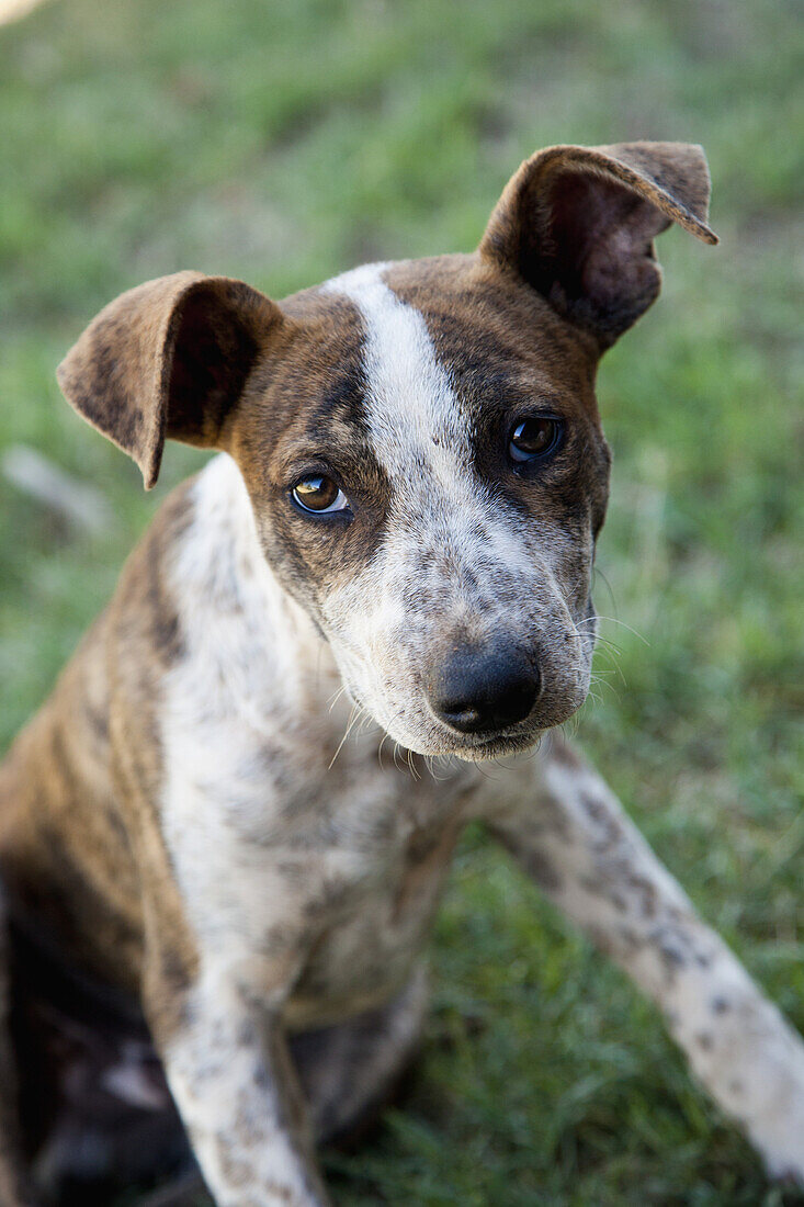 Portrait of a puppy