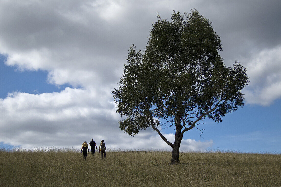 Three people and a gum tree in a field
