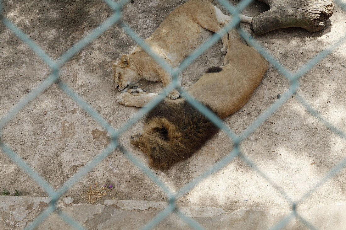 View of lions lying down in a zoo enclosure