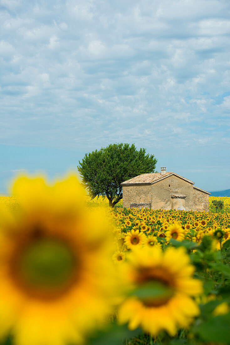 field of sunflowers, near Valensole, Plateau de Valensole, Alpes-de-Haute-Provence department, Provence, France