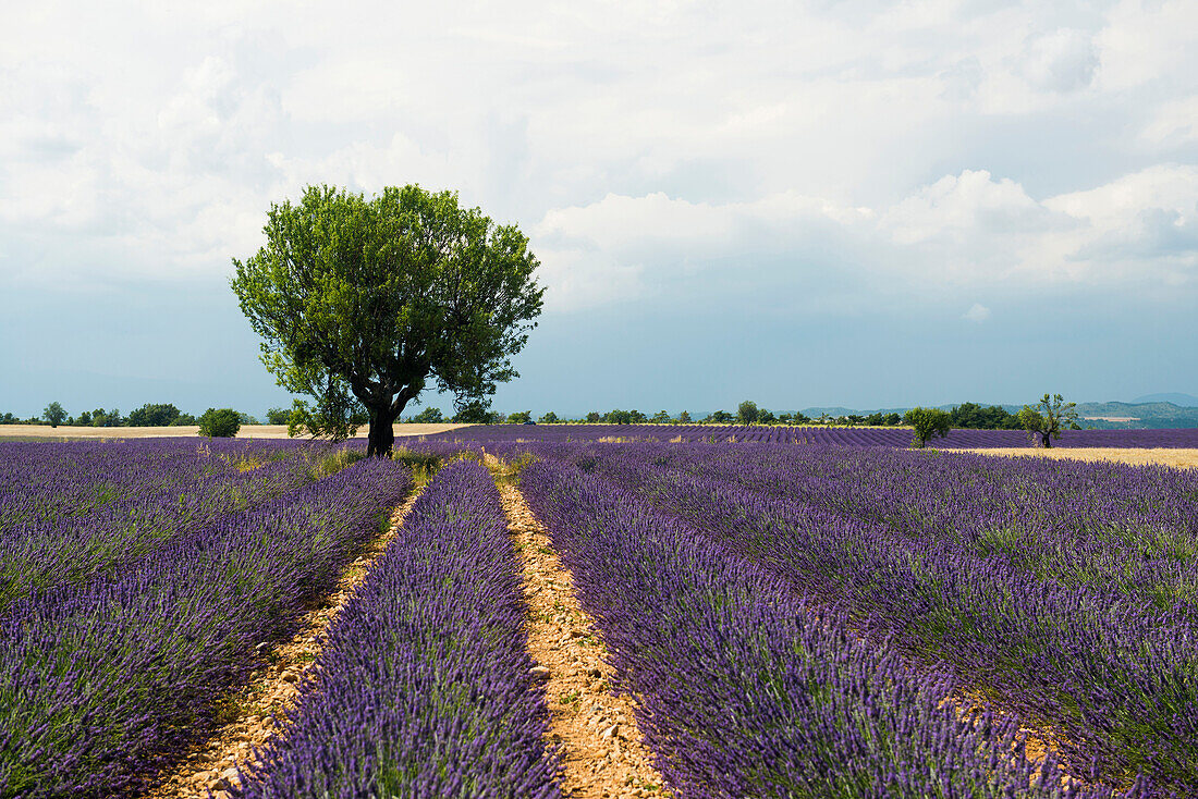 lavender field, near Valensole, Plateau de Valensole, Alpes-de-Haute-Provence department, Provence, France