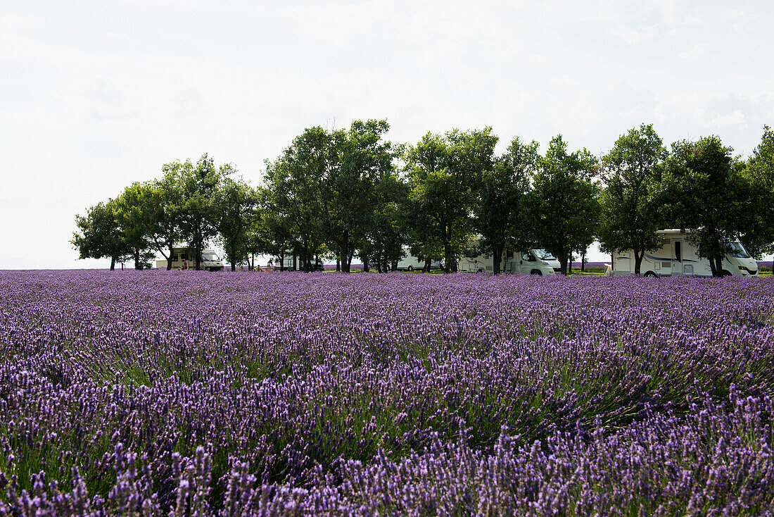 lavender field and caravan site, near Valensole, Plateau de Valensole, Alpes-de-Haute-Provence department, Provence, France