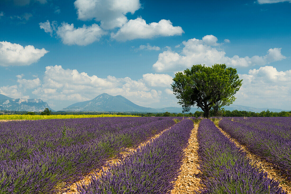 lavender field, near Valensole, Plateau de Valensole, Alpes-de-Haute-Provence department, Provence, France