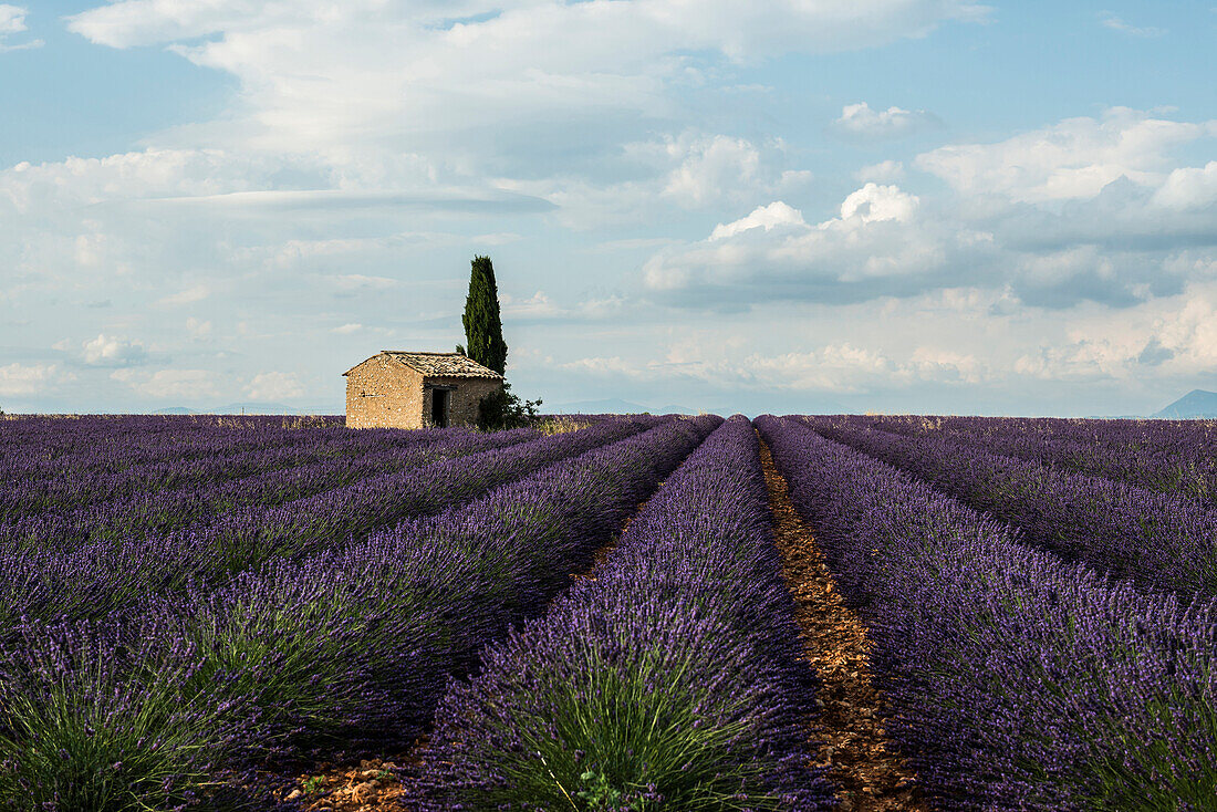 lavender field, near Valensole, Plateau de Valensole, Alpes-de-Haute-Provence department, Provence, France