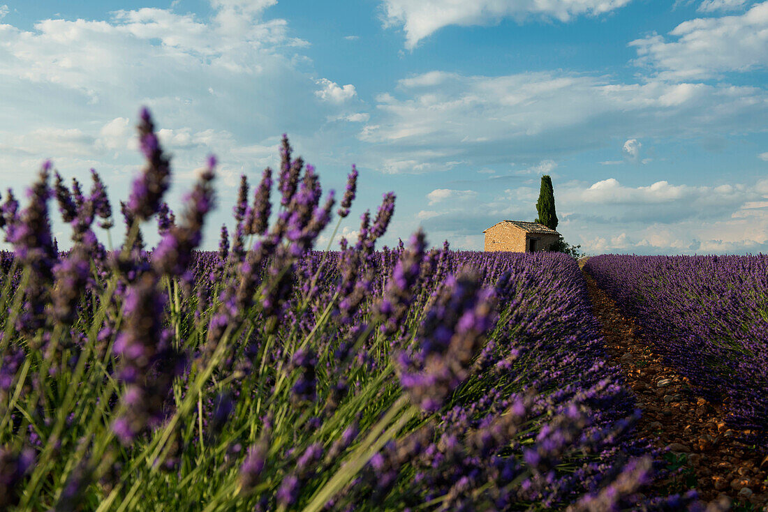 lavender field, near Valensole, Plateau de Valensole, Alpes-de-Haute-Provence department, Provence, France