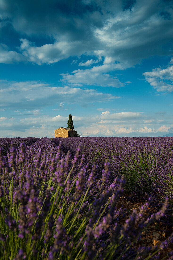 lavender field, near Valensole, Plateau de Valensole, Alpes-de-Haute-Provence department, Provence, France