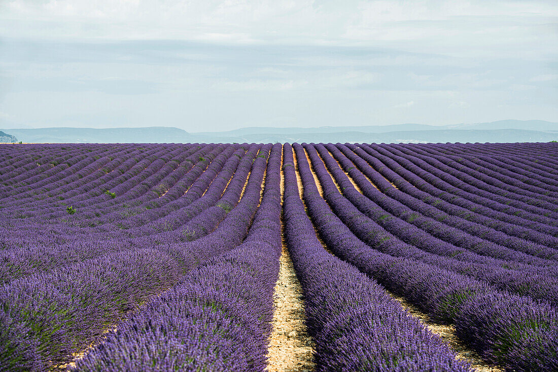 Lavender field, near Valensole, Plateau de Valensole, Alpes-de-Haute-Provence department, Provence, France