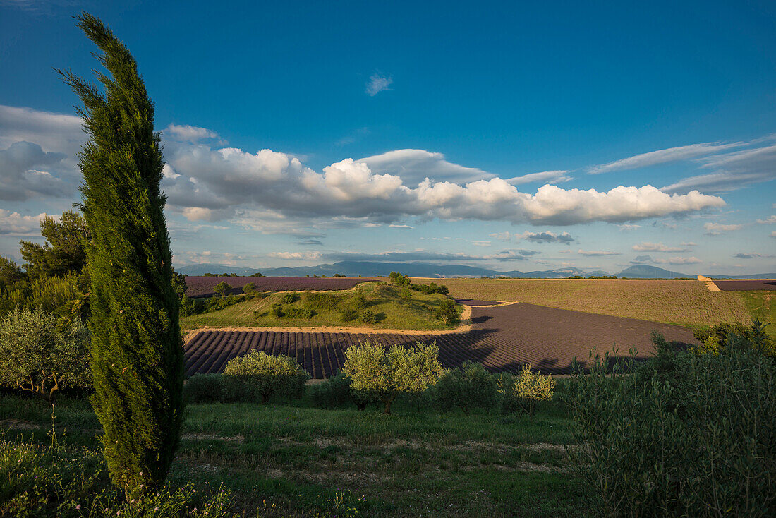 Lavender field, near Valensole, Plateau de Valensole, Alpes-de-Haute-Provence department, Provence, France