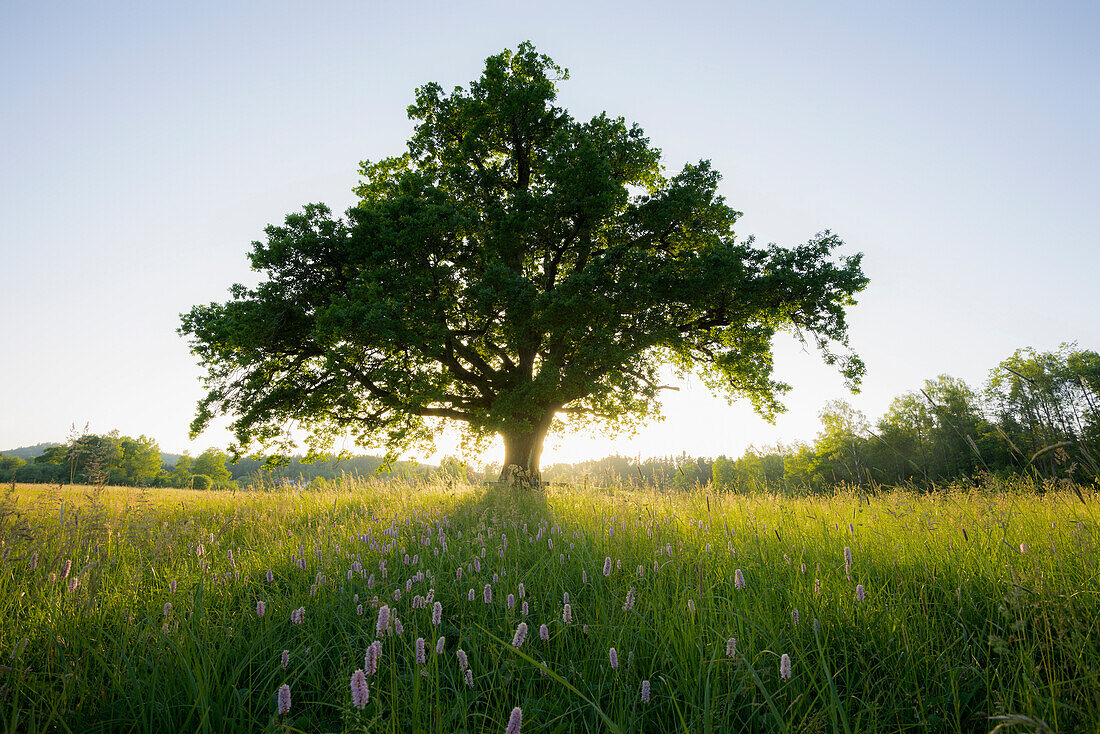 Oak tree and sunset, Seeon-Seebruck, Chiemgau, Upper Bavaria, Bavaria, Germany